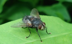 Blepharipa pratensis