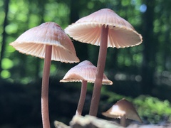 Mycena purpureofusca