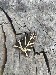 Euplagia quadripunctaria