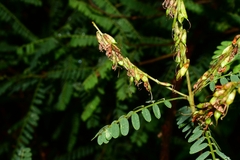 Eysenhardtia polystachya