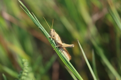 Schistocerca lineata