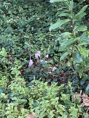 Cyclamen hederifolium