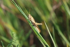 Schistocerca lineata