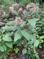 Eutrochium purpureum