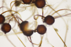 Podosphaera myrtillina