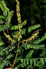 Eysenhardtia polystachya