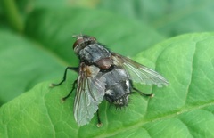 Blepharipa pratensis