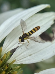 Sphaerophoria philanthus