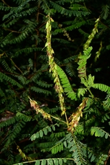 Eysenhardtia polystachya