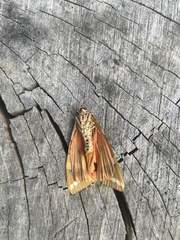 Euplagia quadripunctaria