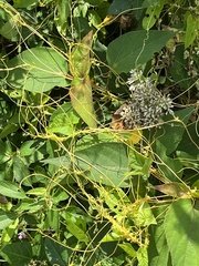 Cuscuta gronovii