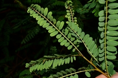 Eysenhardtia polystachya