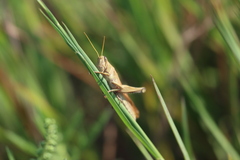 Schistocerca lineata