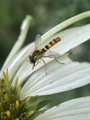 Sphaerophoria philanthus