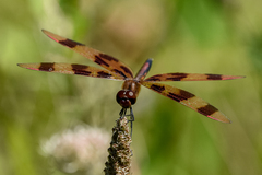 Celithemis eponina