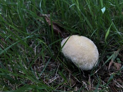 Lycoperdon echinatum