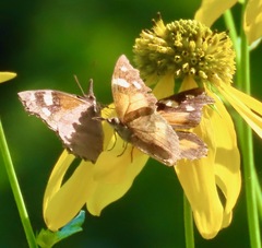 Libytheana carinenta