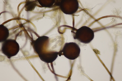 Podosphaera myrtillina