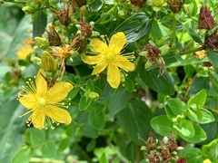 Hypericum maculatum obtusiusculum