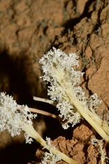 Cordyceps tenuipes
