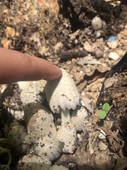 Coprinopsis variegata