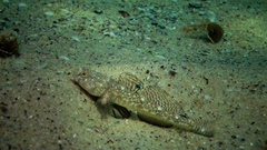 Pomatoschistus marmoratus
