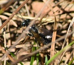 Apoidea