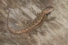 Sceloporus undulatus