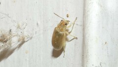 Chrysomeloidea