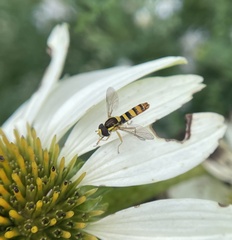 Sphaerophoria philanthus