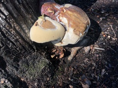 Ganoderma polychromum