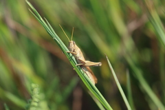 Schistocerca lineata