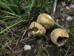 Lycoperdon echinatum
