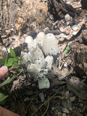 Coprinopsis variegata