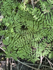 Osmunda spectabilis