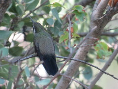 Lampornis clemenciae