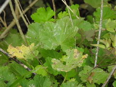 Modiolastrum malvifolium