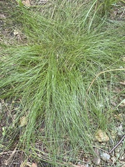 Carex leptalea