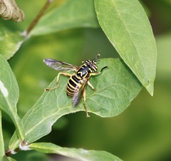 Spilomyia longicornis