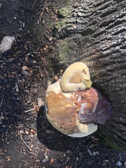 Ganoderma polychromum