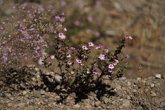 Diplacus torreyi