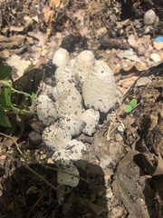 Coprinopsis variegata