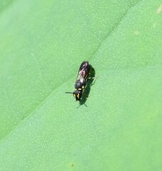 Hylaeus