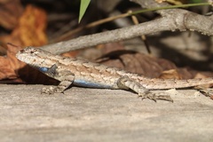 Sceloporus undulatus