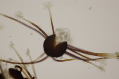 Podosphaera myrtillina