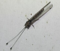 Ululodes macleayanus