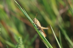 Schistocerca lineata
