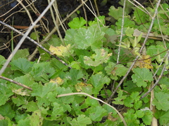 Modiolastrum malvifolium