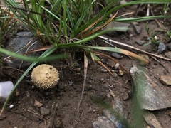 Lycoperdon echinatum