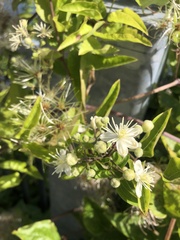 Clematis vitalba